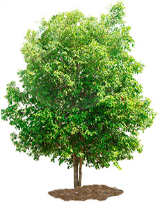 small tree
